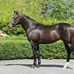 Impressive Purchases at Karaka Impressive Purchases at Karaka